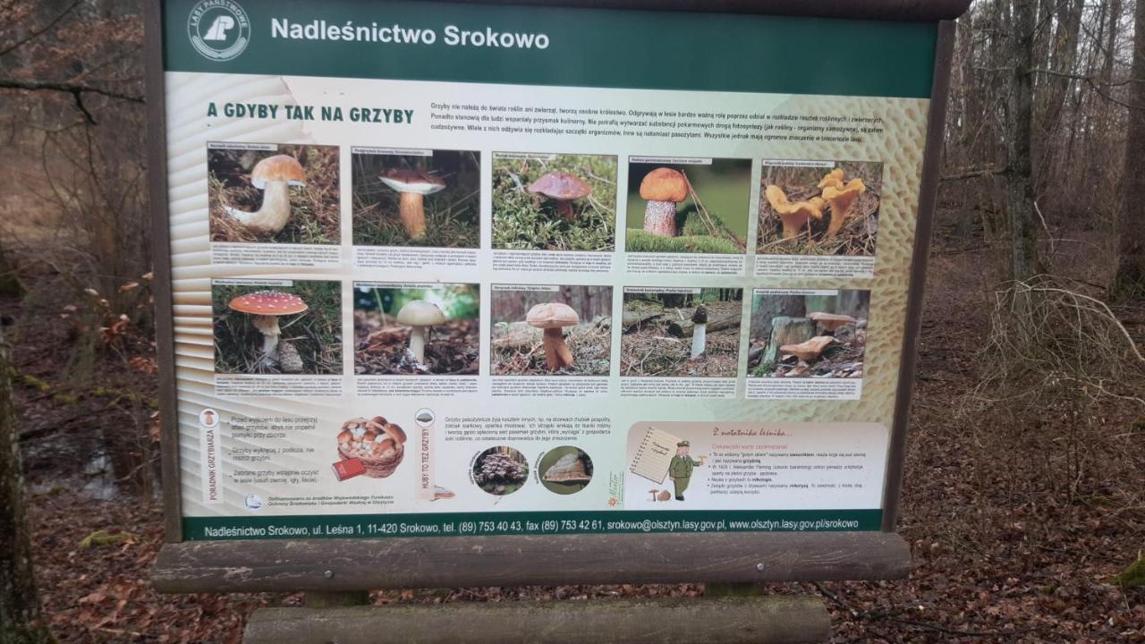 Zacisze Pod Brzozami Villa Kętrzyn Kültér fotó
